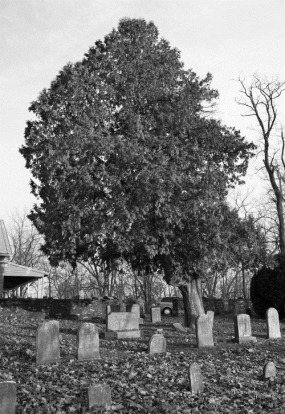 Quaker Graveyard