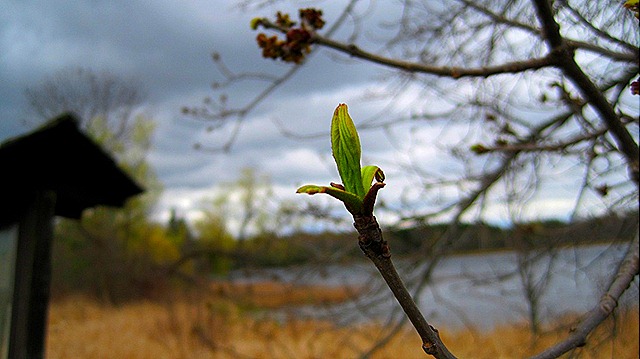 [April 29 - May 1, 2010 Camping Moose Lake and Banner State Park 052[5].jpg]