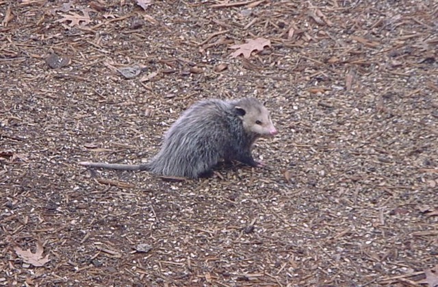 [opossum[6].jpg]