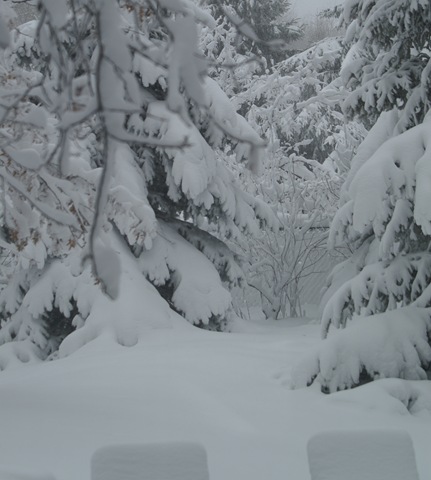 [Snowy Trees[3].jpg]