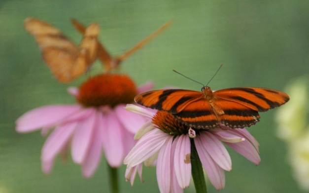 [Dryadula phaetusa - Orange Tiger Butterfly2[4].jpg]