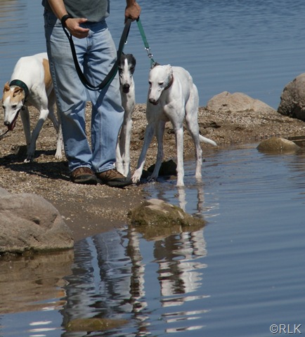 [Weekend Reflections - hounds and Bruce[12].jpg]
