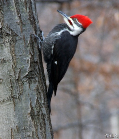 [Piliated Woodpecker 12-7-2009 034[6].jpg]