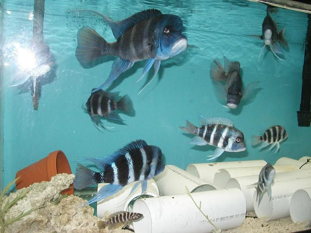 Here are the frontosas well have in our new tank