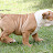 Fiona - Bulldogmania.net Fiona - Bulldogmania.net