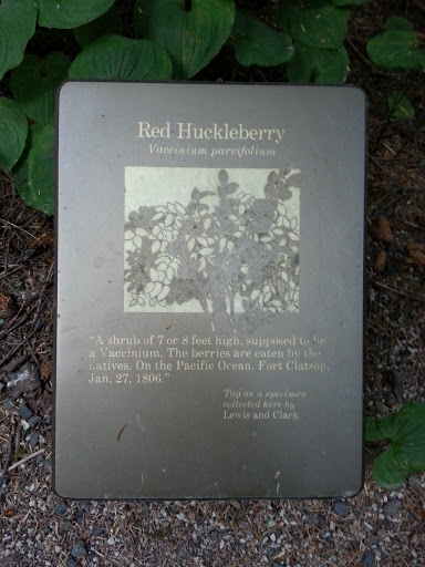 Red Huckleberry Info Sign