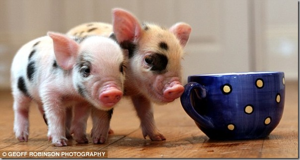 tea cup pig