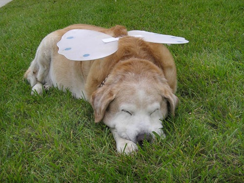 [angel frank[2].jpg]