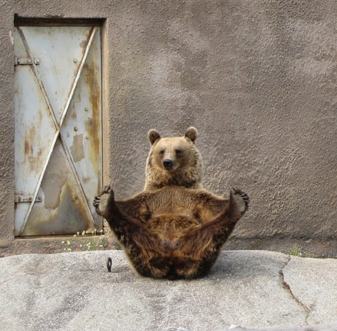 [Yoga Bear 2[2].jpg]