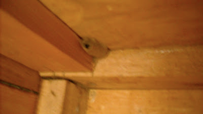A nest on the wall of the wardrobe