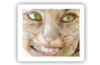 Descargar FotoMorph 13.1.3 gratis