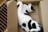 Gatos durmiendo en cajas