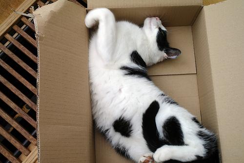 gatos durmiendo en cajas