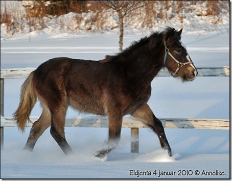 2010-eldjenta-4jan_01