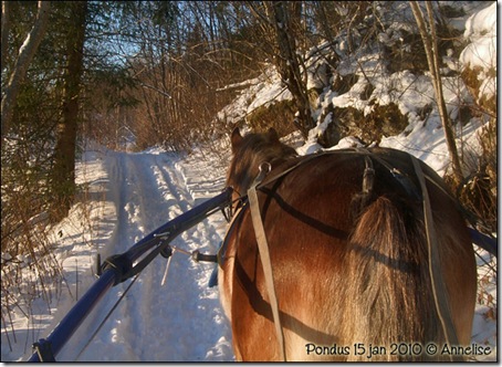 2010-15jan-pondus_01