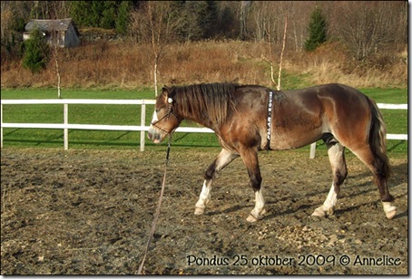 2009-25okt-pondus_01