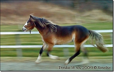 2009-14nov-pondus_02