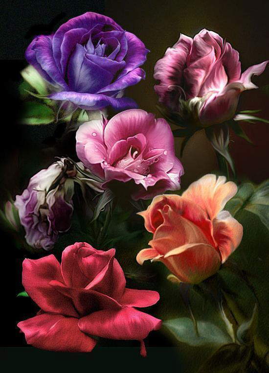 Beautiful Flower Collection !!!