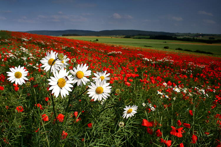 Image Dimension: 750x500 Beautiful Flower Collection !!!