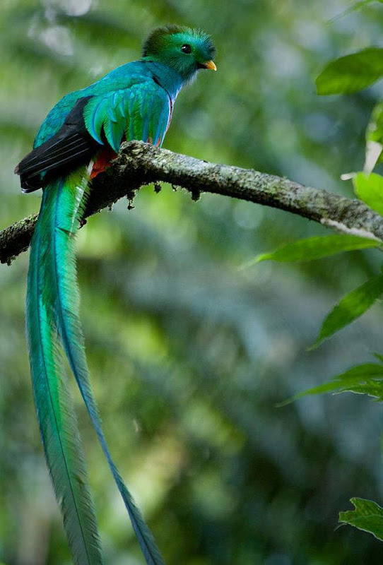 Beautiful Birds.