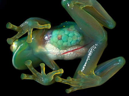 glass frogs. the Glass Frogs belong to