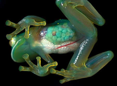 Top 10 Transparent Animals!