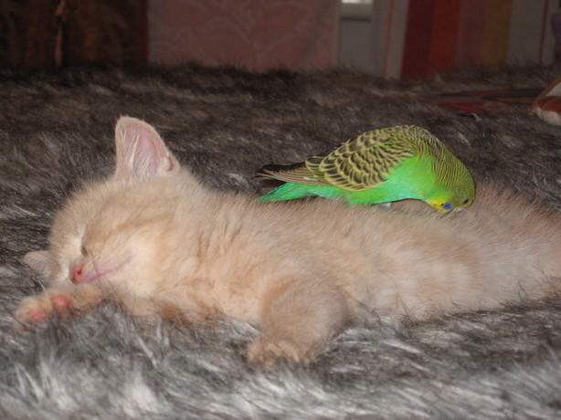 Parrot & Cat