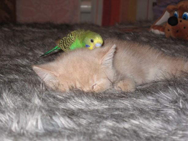 Parrot & Cat