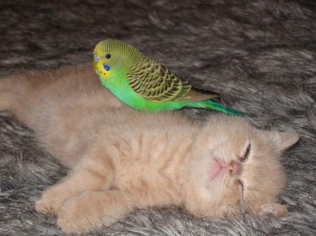 Parrot & Cat