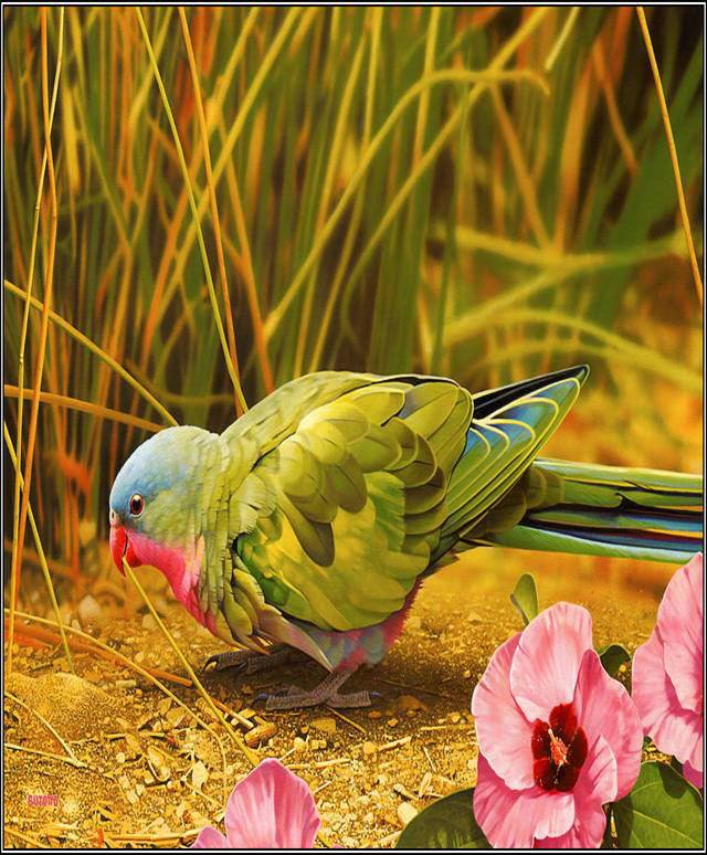 Wonderful Animals'/Birds' Shots