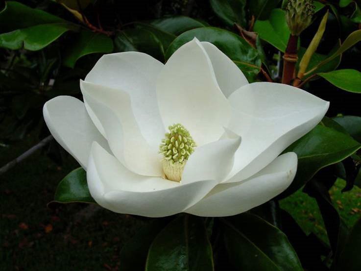 Image Dimension: 737x553 Magnolia Flower - Nature at its best