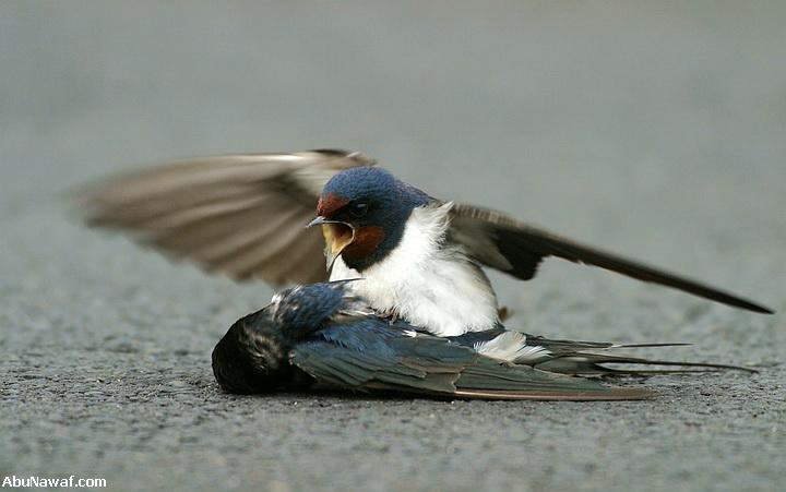 Love of Bird Swallow Love of Bird Swallow