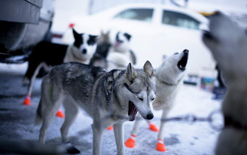 Dog sled photos from several races (Yukon Quest Race, Cam-Am Crown Race) in the Northern Hemisphere (Alaska)
