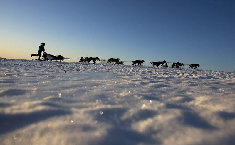 Dog sled photos from several races (Yukon Quest Race, Cam-Am Crown Race) in the Northern Hemisphere (Alaska)