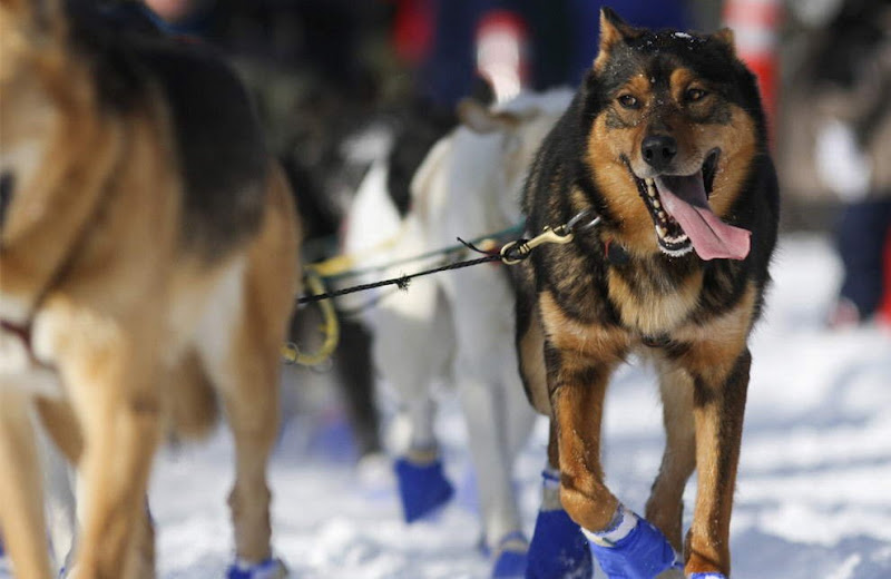 Dog sled photos from several races (Yukon Quest Race, Cam-Am Crown Race) in the Northern Hemisphere (Alaska)