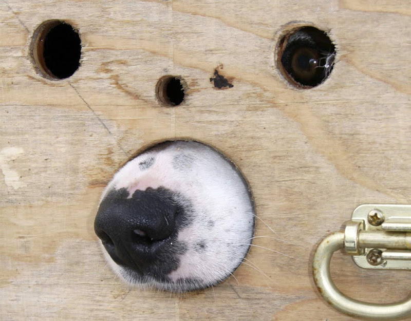 Dog sled photos from several races (Yukon Quest Race, Cam-Am Crown Race) in the Northern Hemisphere (Alaska)