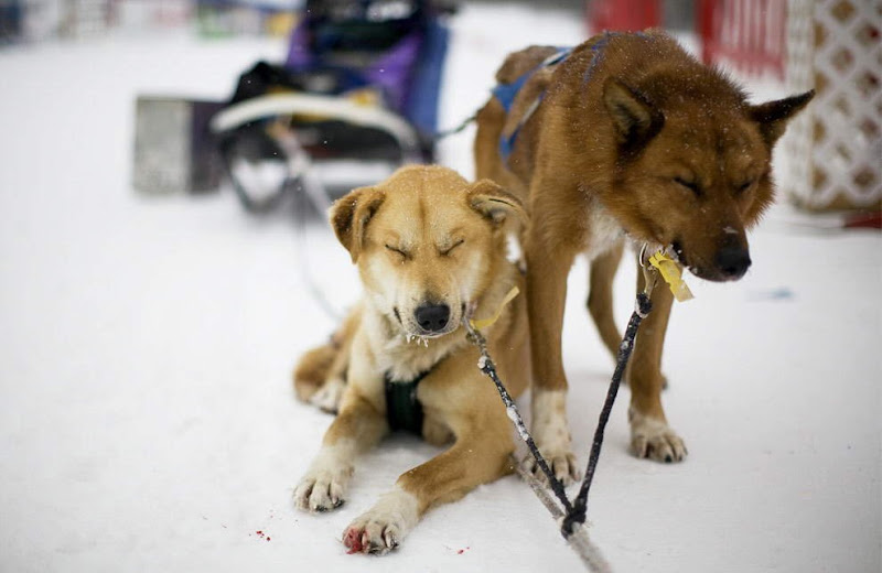 Dog sled photos from several races (Yukon Quest Race, Cam-Am Crown Race) in the Northern Hemisphere (Alaska)