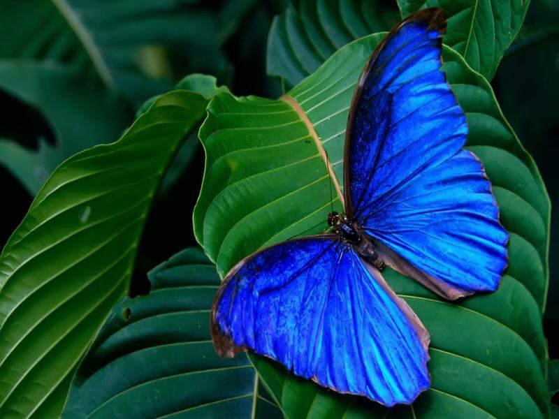 The Wonderful World of Butterflies [Photos]