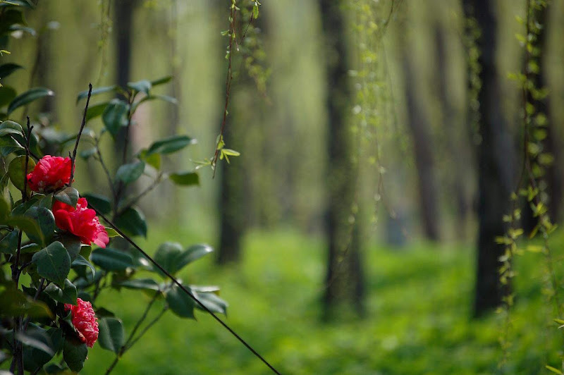 Glorious Spring ....