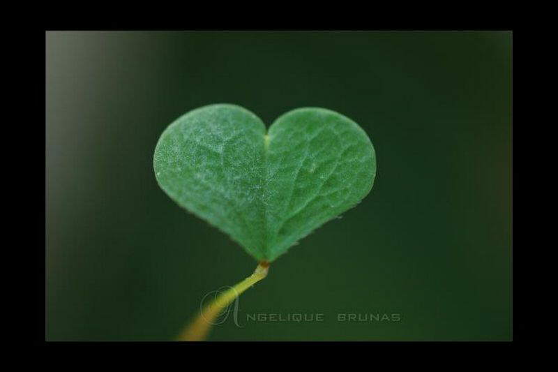 ~*~ Hearts ~*~ Photos for Lovers ~*~