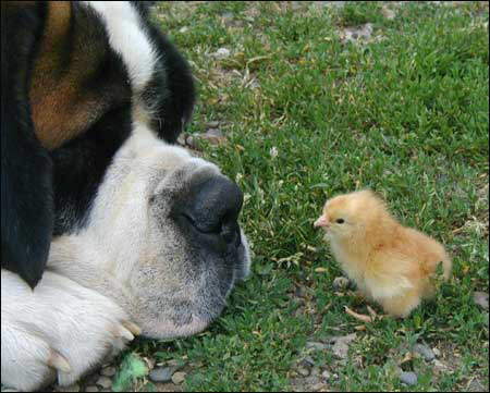 fat people quotes. Dog Quotes: If your dog is fat fat people quotes. fat people quotes. Dog Quotes: If your dog is fat
