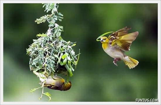 Beautiful Birds' Nests