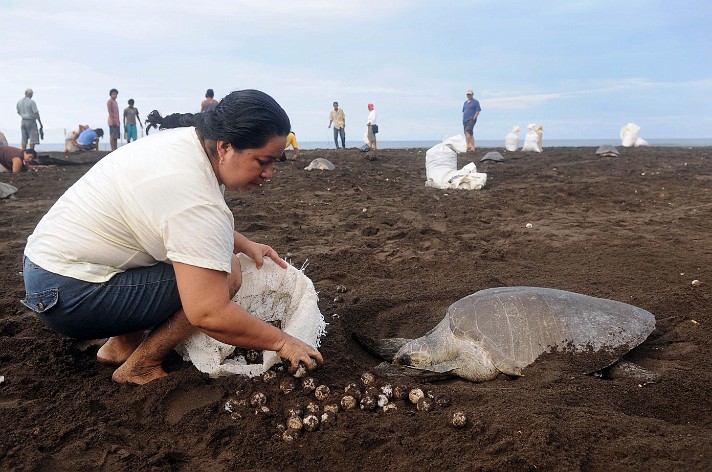 Image Dimension: 712x472 :: Save the Turtles - Habitat destruction photos from Costa Rica Save the Turtles - Habitat destruction photos from Costa Rica