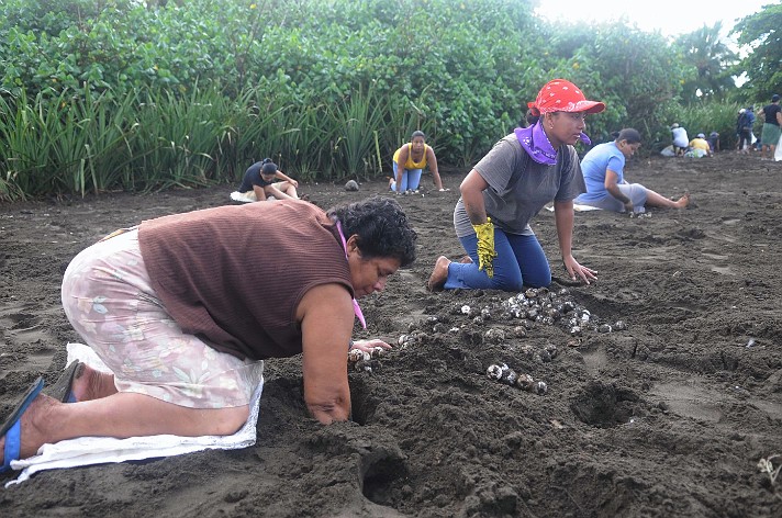 Image Dimension: 712x472 :: Save the Turtles - Habitat destruction photos from Costa Rica Save the Turtles - Habitat destruction photos from Costa Rica