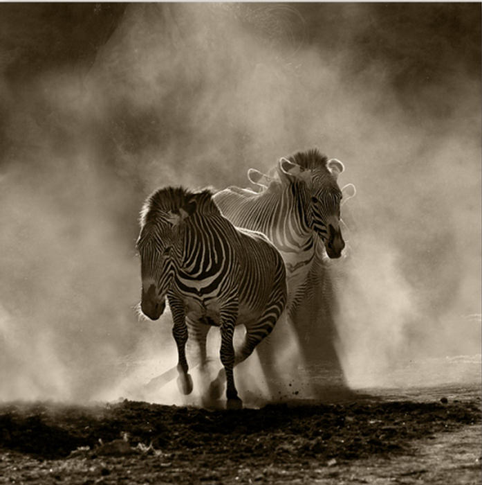 Amazing Photographs from the Animal Kingdom