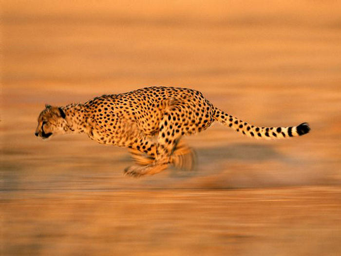 Amazing Photographs from the Animal Kingdom