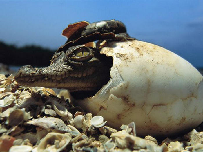 Amazing Photographs from the Animal Kingdom