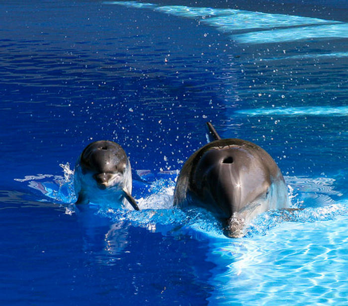 Amazing Photographs from the Animal Kingdom