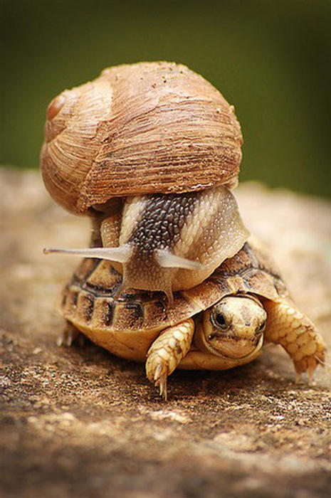 Amazing Photographs from the Animal Kingdom