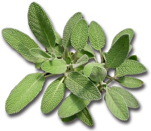 [sage-herb for veggie garden and to remove pests [2].jpg]